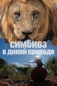 Симбиоз в дикой природе   Симбиоз в дикой природе